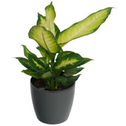 Dieffenbachia 'Camilla' + Anthracite Cachepot